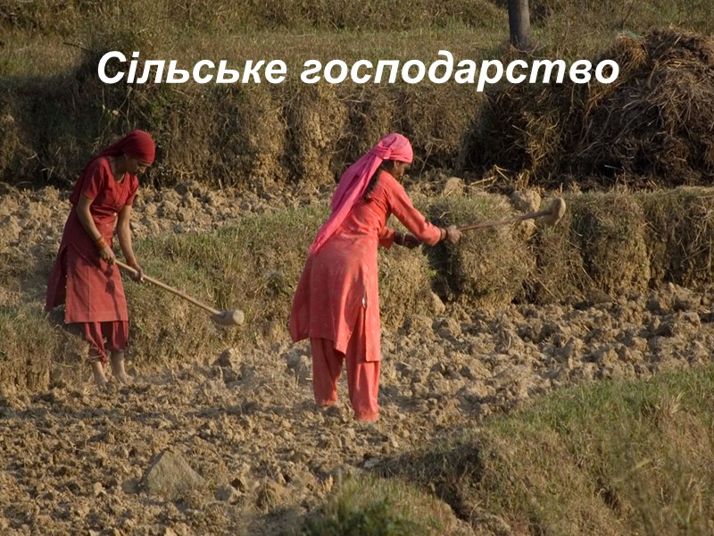 Сільське господарство